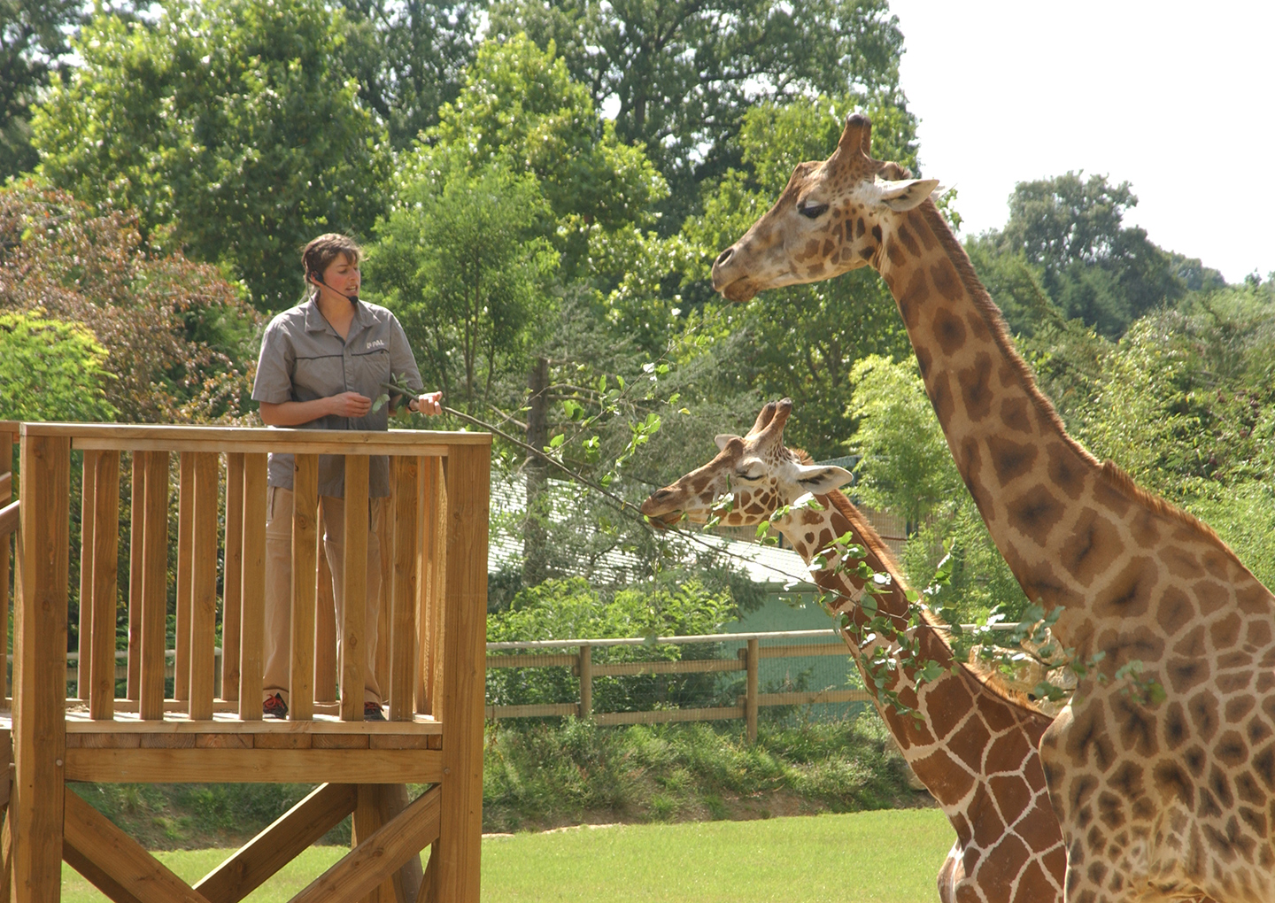 Girafes au PAL - © Le PAL / Auvergne-Rhône-Alpes Tourisme Girafes au PAL