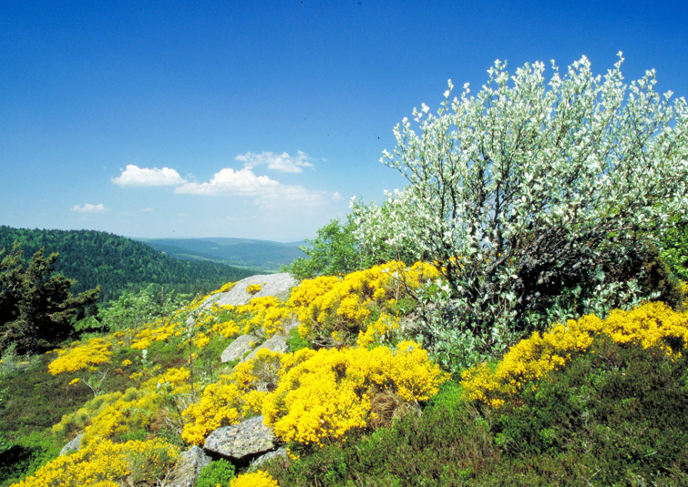© Jean-Luc Rigaux / Auvergne-Rhône-Alpes Tourisme - © Jean-Luc Rigaux / Auvergne-Rhône-Alpes Tourisme